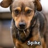 SPIKE