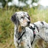 Pepper  Englischer Setter sucht sein Zuhause