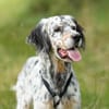 Pepper  Englischer Setter sucht sein Zuhause