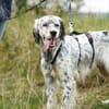 Pepper  Englischer Setter sucht sein Zuhause
