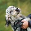 Pepper  Englischer Setter sucht sein Zuhause