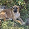 Kleine Rosie sucht ihr großes Glück-ein liebevolles Zuhause
