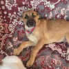Kleine Rosie sucht ihr großes Glück-ein liebevolles Zuhause