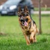 Aktiver, sportlicher Hero sucht Familie