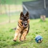 Aktiver, sportlicher Hero sucht Familie