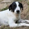 Angie - bezaubernde Hundemädchen möchte ankommen
