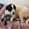 Angie - bezaubernde Hundemädchen möchte ankommen