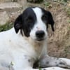 Angie - bezaubernde Hundemädchen möchte ankommen