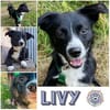 LIVY * Sonnenscheinchen im Anflugmodus