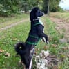 LIVY * Sonnenscheinchen im Anflugmodus