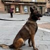 Laika 💗 wartet in 50259 Pulheim auf deinen Besuch