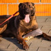 Laika 💗 wartet in 50259 Pulheim auf deinen Besuch