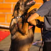 Laika 💗 wartet in 50259 Pulheim auf deinen Besuch
