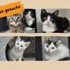 Neo, Balu, Sammy, Mechthild