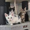 Neo, Balu, Sammy, Mechthild