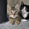 Neo, Balu, Sammy, Mechthild