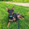Pintscher Mix RONALDO(*2019) auf PS in 86633 Neuburg an der