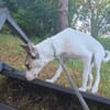 Skyra sucht ihr Zuhause!