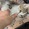 Lucky  kleiner Kämpfer auf der Suche nach seinem Glück