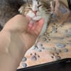 Lucky  kleiner Kämpfer auf der Suche nach seinem Glück