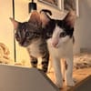 Franz und Kasimir aus dem Tierschutz