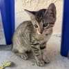 Soja