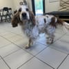 TAZ
