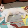 Mangoustan (EN COURS D’ADOPTION)