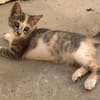 Maracuja
