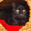 NOUGATI en SOS