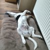 MAÏLO
