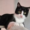 CLYDE - geb. ca. 15.07.2024