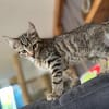 Joshi & Lucky  gemeinsam ins Für-immer-Zuhause