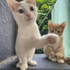 Joshi & Lucky  gemeinsam ins Für-immer-Zuhause