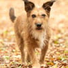 Lustige Terrier-Mix Hündin Julie wartet in 47445 Moers.