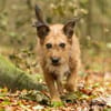 Lustige Terrier-Mix Hündin Julie wartet in 47445 Moers.