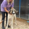Bandon sucht sein großes Glück