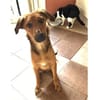 Chili - wartet in 53332 Bornheim
