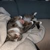 Sid sucht ein liebvolles Zuhause