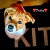 Dudley ist der Knaller