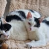 Bonny & Clyde tolles Duo