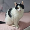 Bonny & Clyde tolles Duo