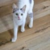 Junger verschmuster Kater LOKI sucht Sofa
