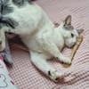 Junger verschmuster Kater LOKI sucht Sofa