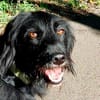 Elmo - sensibler Begleiter sucht Euch