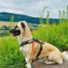 Verschmuste LOTTA sucht neues Zuhause