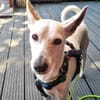 Boss (jetzt Bobby) - ein Seelenhund