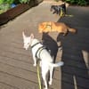 Boss (jetzt Bobby) - ein Seelenhund