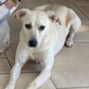 Mayla - liebenswerte Labrador-Mix- Hündin sucht ihr Zuhause