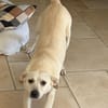 Mayla - liebenswerte Labrador-Mix- Hündin sucht ihr Zuhause